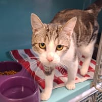 BISCORNU, chat à adopter