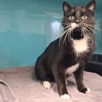 BENJ, chat à adopter