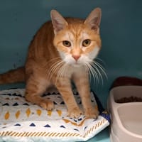 ORACIO, chatte à adopter