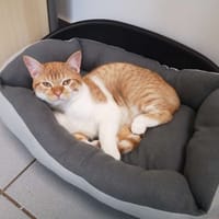 lutin, chat à adopter