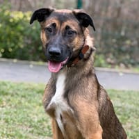 Maloya CAA14650, chienne à adopter