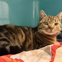 AARON, chat à adopter