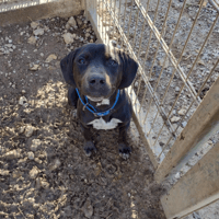 Lana, chienne à adopter