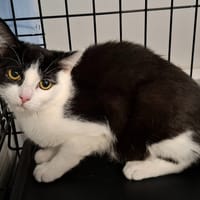 ANASTASIA, chatte à adopter