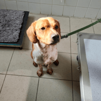 BUZZ, chien à adopter