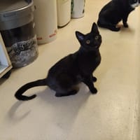 ANGUILLE PAB28489, chatte à adopter