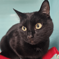 yukie, chatte à adopter