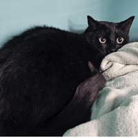 shiro, chat à adopter