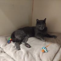 sylver pab28472, chat à adopter