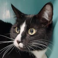 Raven, chatte à adopter