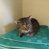 PAB28439 Balthazar, chat à adopter