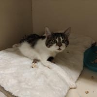 ZELIE PAB28477, chatte à adopter