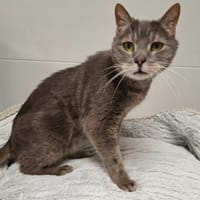 ALFI/YPSIE, chat à adopter