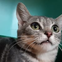 Gigogne, chatte à adopter