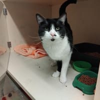 PAB28405 Sirop, chat à adopter