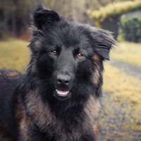 Bally, chienne à adopter