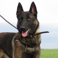 ATHENA, chienne à adopter