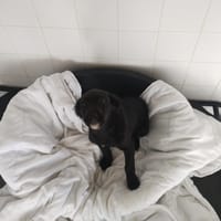 Kinou, chien à adopter