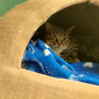 SANYE PAB28461, chatte à adopter