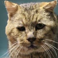 albus, chat à adopter