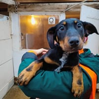 MIMOLETTE, chienne à adopter