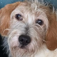 Malonne, chienne à adopter
