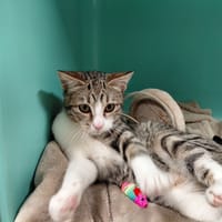 Alicia PAB28486, chatte à adopter