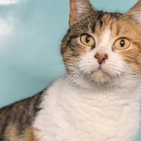 Framboise CAB5151, chatte à adopter