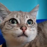 Baldaquin, chat à adopter