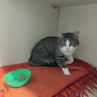 JAMES PAB28452, chat à adopter