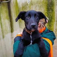 GOUDA, chien à adopter
