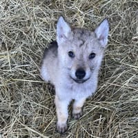 VARKA, chien à adopter