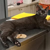 ZORRO (a une rencontre prévue), chat à adopter