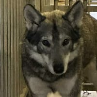 HARUKI, chienne à adopter