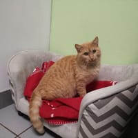 sonic, chat à adopter