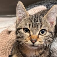 belette, chat à adopter