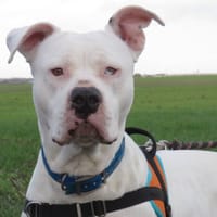 OLYMPE, chienne à adopter