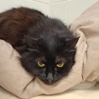 FISHKA, chatte à adopter