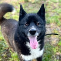 Everest, chien à adopter