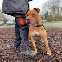 NARCO, chien à adopter