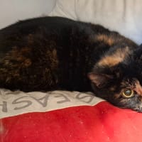 TINA, chatte à adopter