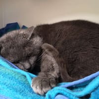 zen, chat à adopter