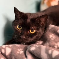 Blacky CAB5105, chat à adopter