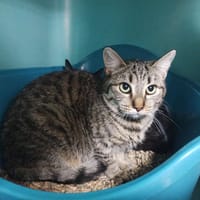 Limba, chatte à adopter
