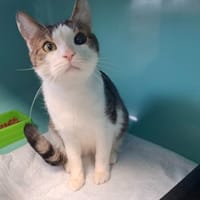 BANDIT, chat à adopter