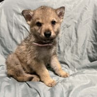 ZORYA, chien à adopter