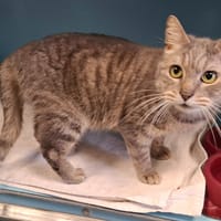 BASILIC, chat à adopter