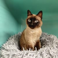 PAB28464 ATSUNA, chatte à adopter