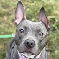 YUNA, chienne à adopter