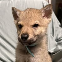 ILKA, chienne à adopter